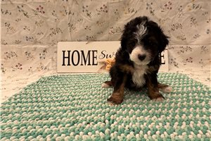 Banjo - Aussiedoodle for sale