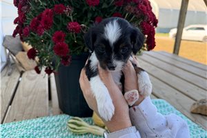 Moxie - Aussiedoodle for sale