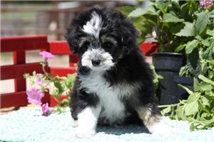 Ranger - puppy for sale