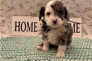 Flash - Aussiedoodle for sale