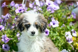 Jill - puppy for sale