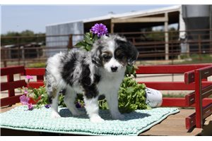 Romeo - Aussiedoodle for sale
