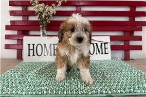 Thunder - puppy for sale