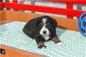 Pepsy - Aussiedoodle for sale