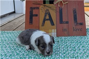 Babe - Aussiedoodle for sale