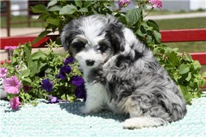 Star - Aussiedoodle for sale