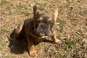 Ophelia - puppy for sale