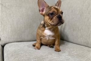 Chopper - French Bulldog for sale