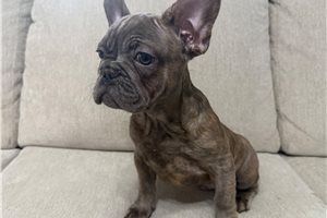 Chip - French Bulldog for sale