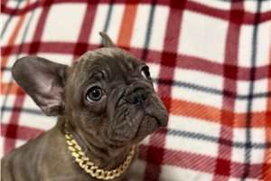 Chip - French Bulldog for sale