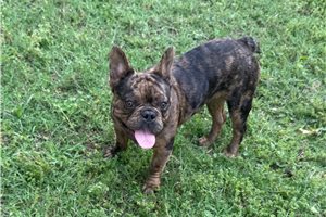 Oliver - puppy for sale