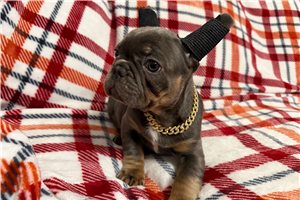 Chris - puppy for sale