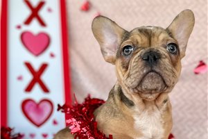 Chopper - puppy for sale