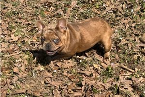 Opal - French Bulldog for sale