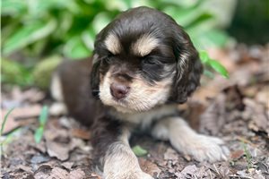 Simon - puppy for sale