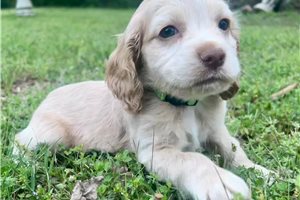 Sebastian - Mixed/Other for sale