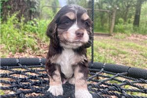 Shade - puppy for sale
