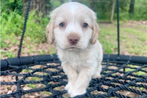 Stanley - Mixed/Other for sale