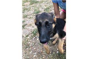 Kirsten - German Shepherd for sale
