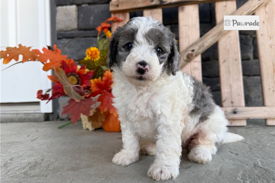Darcy - Mini Bernedoodle for sale