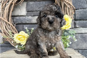 Patches - Cavapoo for sale