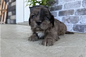 Plum - puppy for sale