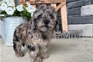 Pippa - Cavapoo for sale