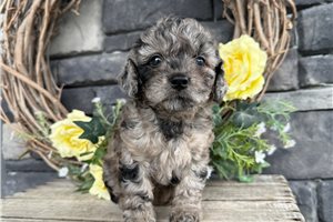 Pippa - Cavapoo for sale