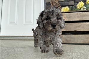 Peppermint - Cavapoo for sale