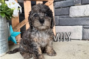 Patches - Cavapoo for sale