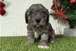 Caden - Cavapoo for sale