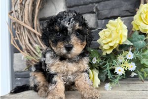 Patty - Cavapoo for sale