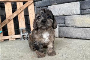 Plum - Cavapoo for sale