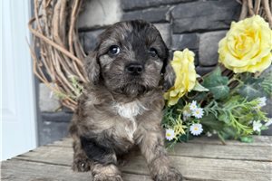 Plum - Cavapoo for sale