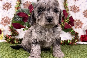Chase - Cavapoo for sale