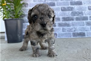 Pippa - puppy for sale