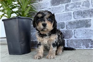 Patty - Cavapoo for sale