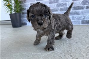 Patches - puppy for sale