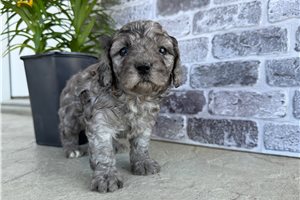 Peppermint - puppy for sale