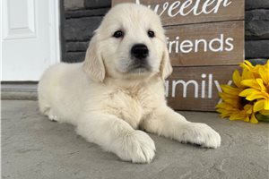 Fallon - puppy for sale
