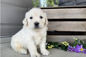 Nole - puppy for sale