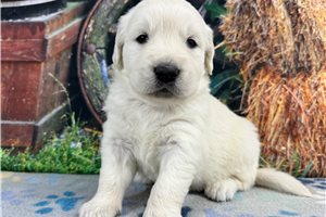 Christian - English Golden Retriever for sale