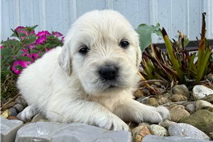 Erica - puppy for sale