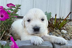 Eliza - puppy for sale