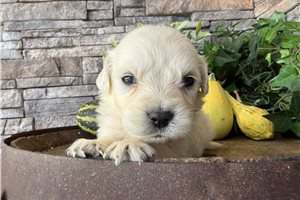 Elliott - puppy for sale