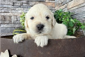 Elias - puppy for sale
