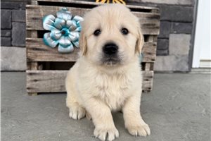 Christopher - English Golden Retriever for sale