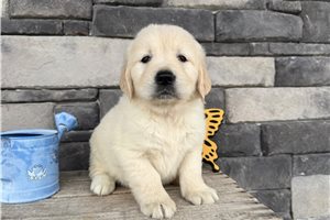 Carlos - puppy for sale