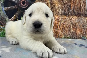 Calvin - puppy for sale