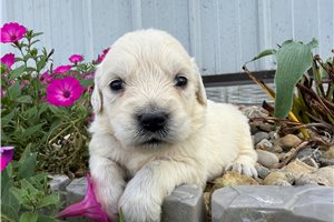 Esme - puppy for sale